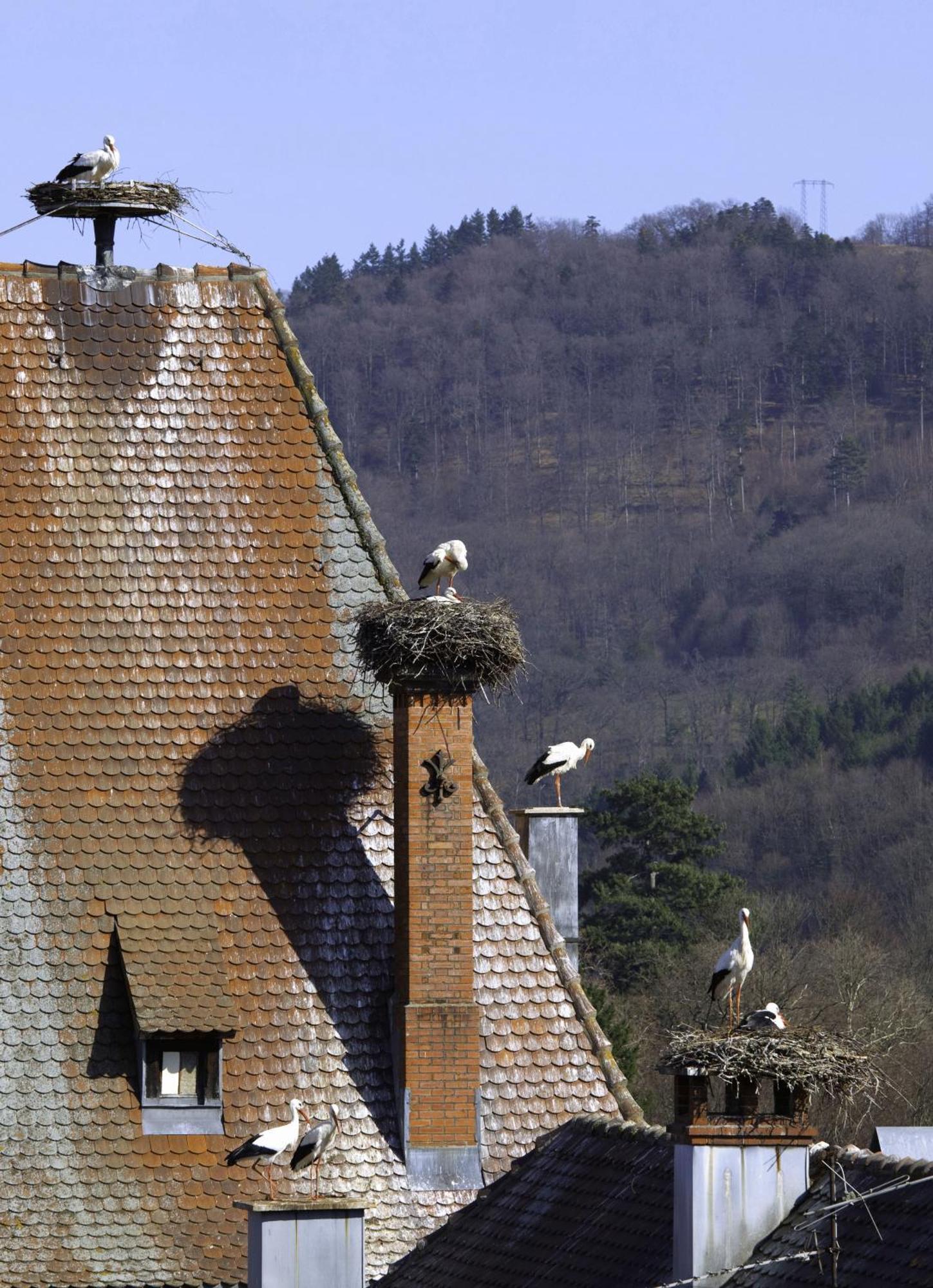 Hotel Deybach เมาสแตร์ ภายนอก รูปภาพ